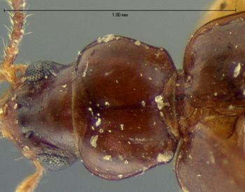 Media type: image;   Entomology 5571 Aspect: pronotum dorsal